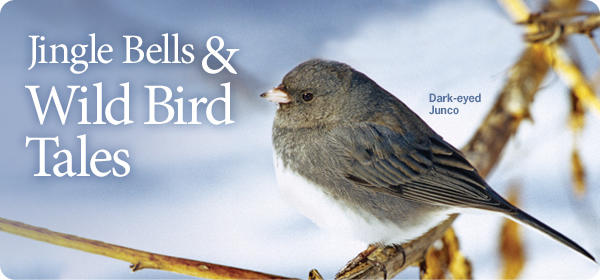 Jingle Bells & Wild Bird Tales