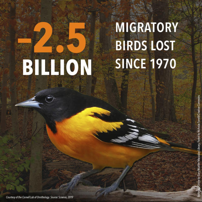 3 Billion Birds - Migratory Birds