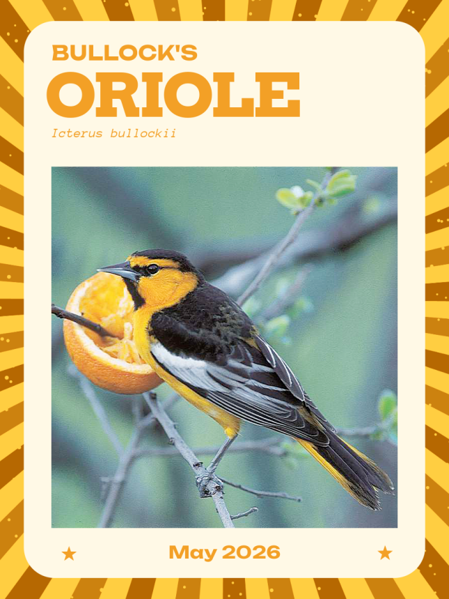 Bullock's Oriole trading card May 2026
