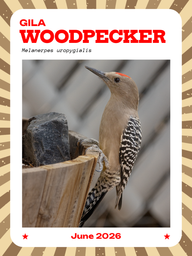 Gila Woodpecker trading card June 2026