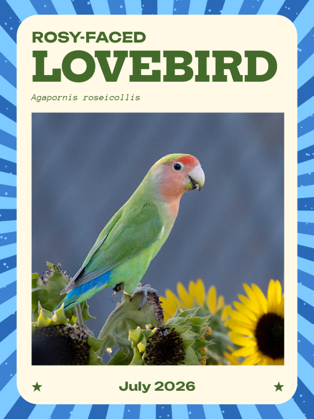 Lovebird trading card July 2026