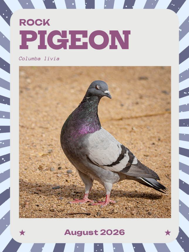 Rock Dove/Pigeon trading card August 2026