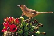 Curve-billed Thrasher