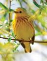 Yellow Warbler